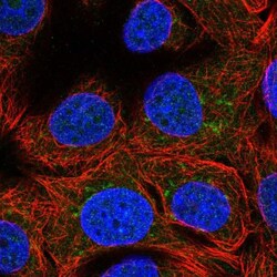 WWOX Antibody, Novus Biologicals 25 &mu;L; Unlabeled:Antibodies, Polyclonal